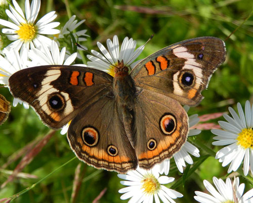 Common Buckeye (Junonia coenia)